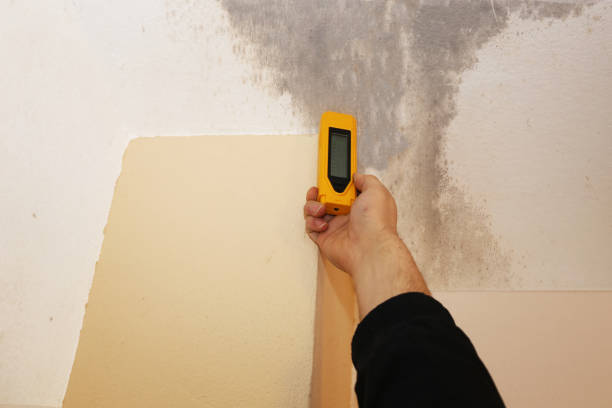 Professional Mold Inspection, Removal & Remediation in Millersburg, PA