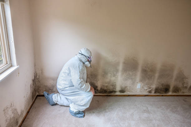 Best Mold Damage Restoration  in Millersburg, PA