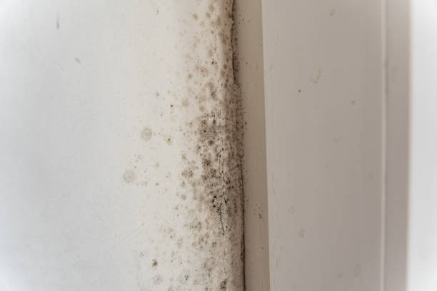 Mold Documentation for Insurance Claims in Millersburg, PA