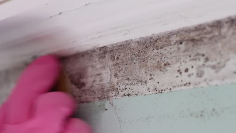 Mold Odor Removal Services in Millersburg, PA